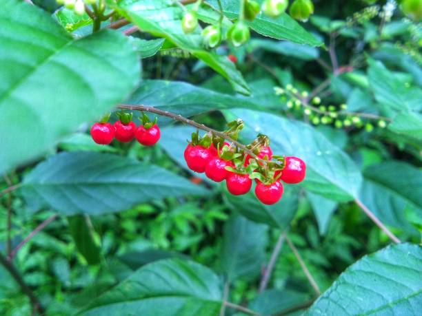 istock Rivina humilis or blood berry 1444279098