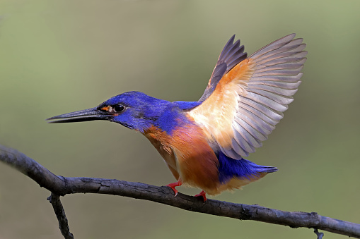 Australian Azure Kingfisher perched on limb