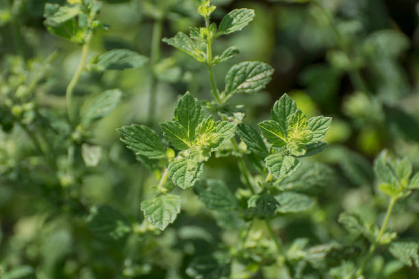 istock Green lemon balm  leaves close-up natural background 1444281835