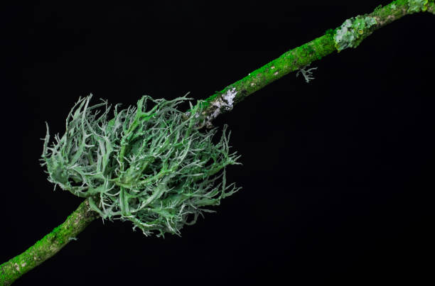 istock Tree branch in the forest covered by moos,UK 1444283246