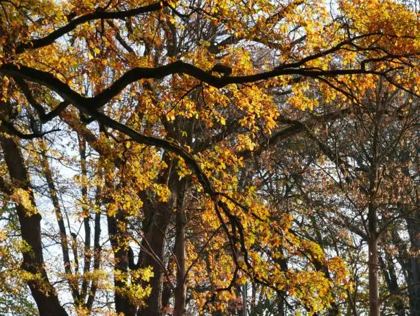Herbstbäume im Park