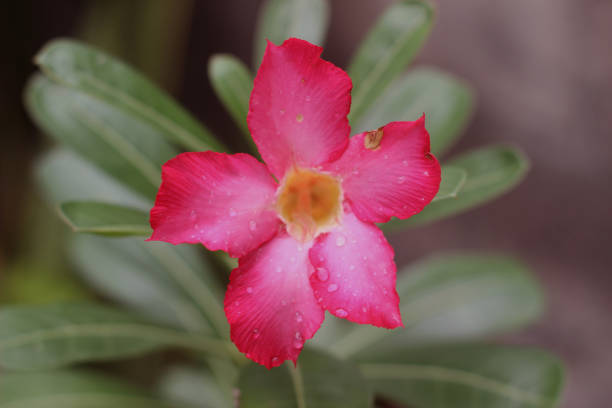 istock frangipani flower close up 1444283442