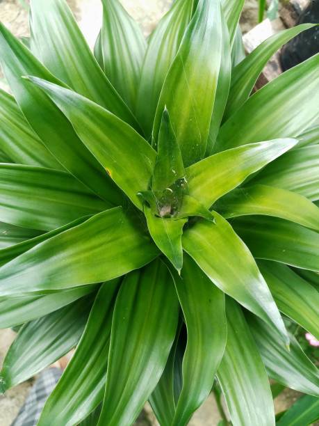 istock Top view of green leaves 1444283815