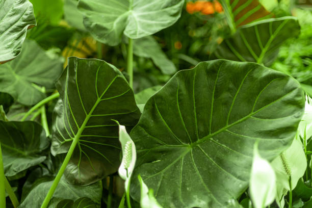 istock elephant ears or colocasia esculenta 1444284957