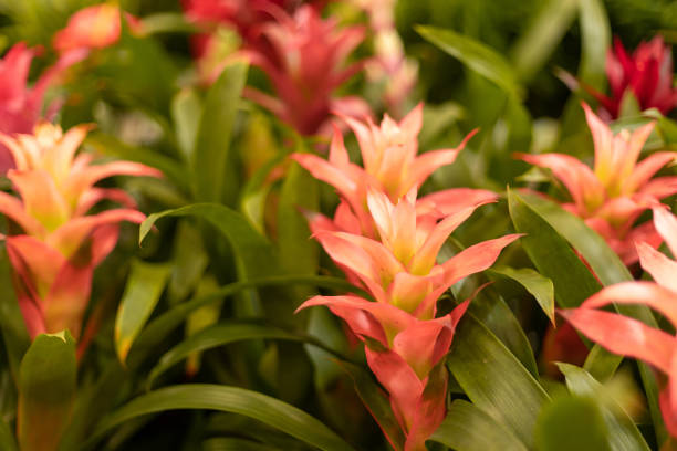 istock Scarlet star flowers 1444285005