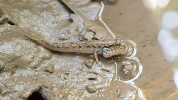 istock Mud-Skippers Fish Gobiidae 1444291265