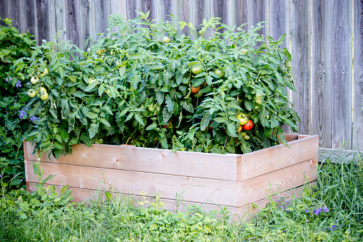 A raised garden bed filled with tomato plants