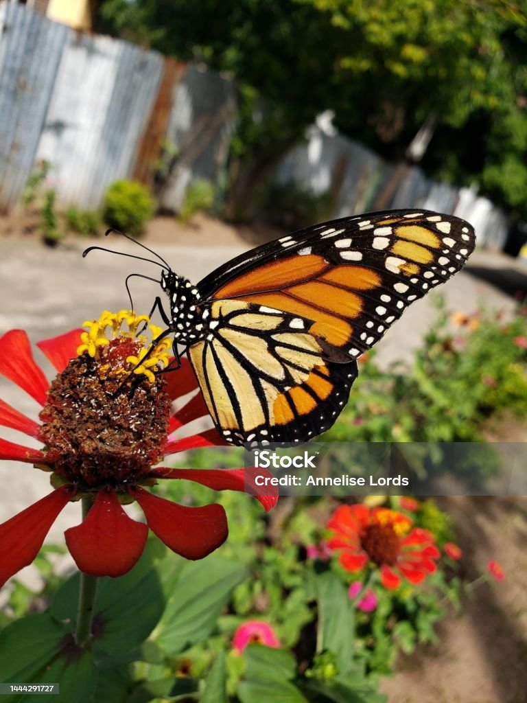 Monarch Butterfly - Facts and Beyond