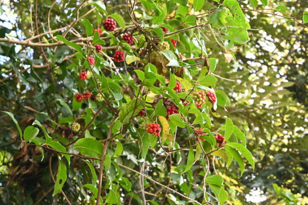 istock Scarlet kadsura ( Kadsura japonica ) berries. 1444291850