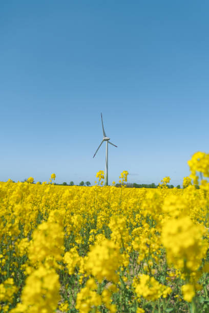 istock Wind turbine in a rapeseed field on a sunny summer day 1444292089
