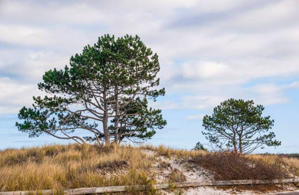 istock pine trees on the dunes of  wingaersheek beach 1444294163