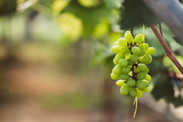 Green grape growing in organic farm