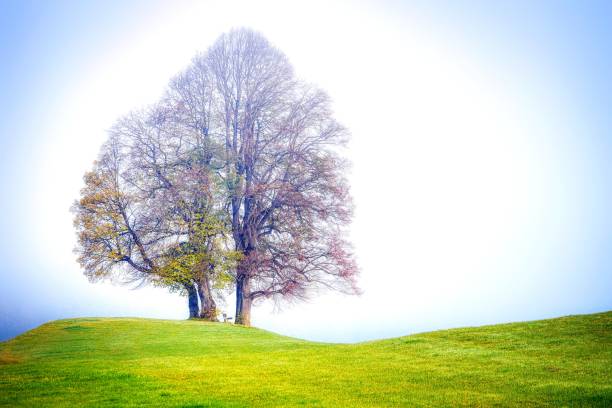 istock trees that are unique because growing can also survive in this vast and green meadow, these trees are the main attraction 1444296254