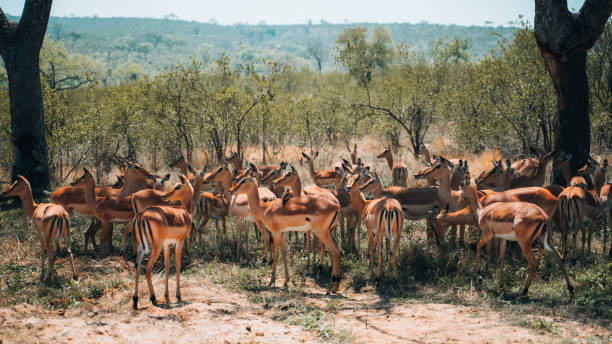 antilope impala, safari nel parco nazionale di kuger in sud africa, continente africano - addo elephant national park foto e immagini stock
