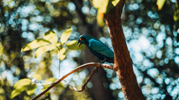 l’étourneau sansonnet ou le grand étourneau sansonnet à oreilles bleues (lamprotornis chalybaeus) regardant avec des yeux jaunes, à l’état sauvage, safari dans le parc national kruger, afrique du sud - greater blue eared glossy starling photos et images de collection