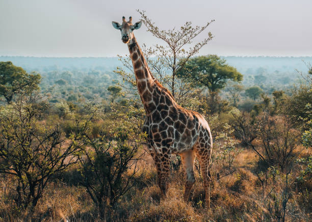giraffa in natura, safari nel kruger national park in sud africa, continente africano - addo elephant national park foto e immagini stock