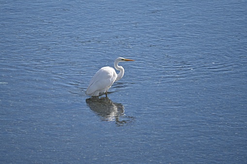 A white egret flapping its wings in a stream. Background material of wild birds.