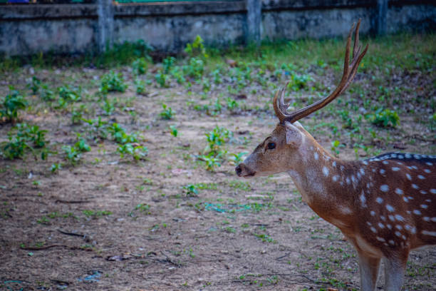 istock Spotted Deer or Axis Deer close up in a safari park 1444309518