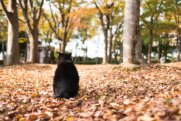 Image of a cat relaxing in an autumn park