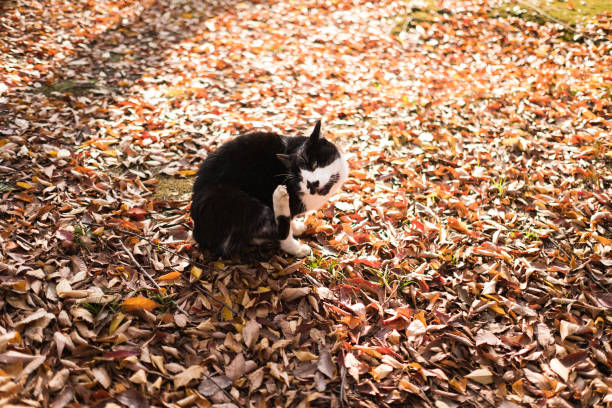 istock Image of a cat relaxing in an autumn park 1444309620