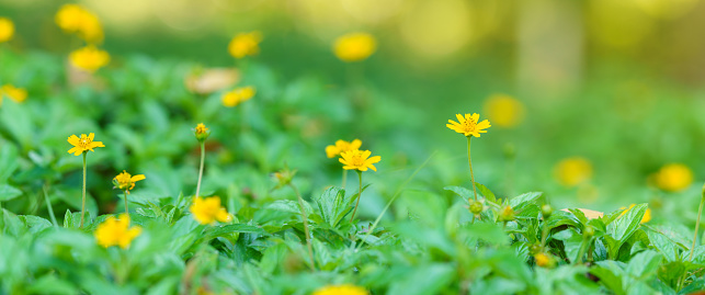 Closeup of yellow flower under sunlight with green leaf nature using as background natural plants landscape, ecology wallpaper cover page concept.