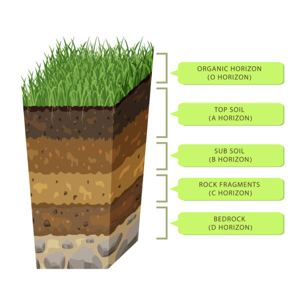 istock Soil in layers in section. Humus level. Earth structure infographic. Underground profile of volumetric form 1444312316