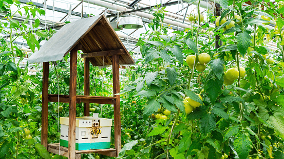 Using bees and other insects to pollinate tomato flowers inside a greenhouse at an organic farm. A house for bees in the garden to increase fruit set on tomatoes. Non GMO food production.