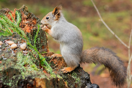 Grey squirrel (Sciurus carolinensis) eating nuts on a woodland floor.