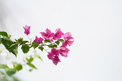 Pink Paper Flower with white background, paper flower with isolated white background, Bougainvillea flower, Paper flower, Pink Bougainvillea flower isolated on white background, with clipping path