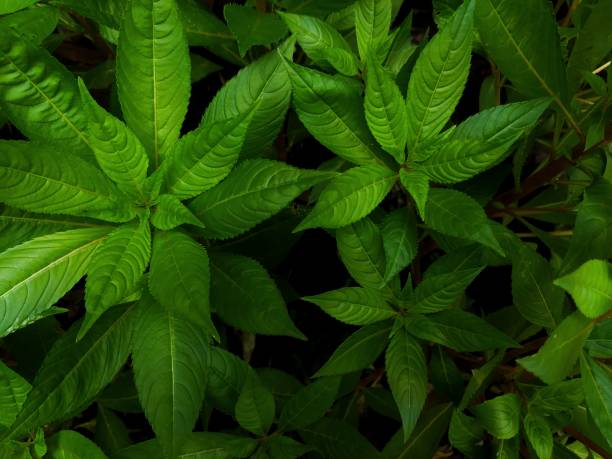 istock The greenery leaves for background wallpaper 1444321622