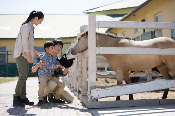 un joven de asia oriental alimentando a un caballo enano con el sombrero ecuestre de sus padres junto al parapeto de una granja de caballos al sol - foto de archivo - horse child animal feeding fotografías e imágenes de stock