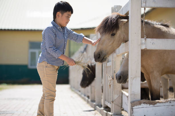 un joven de asia oriental alimentando y pacificando a su caballo enano con alimento junto a la cerca de una granja de caballos al sol - foto de archivo - horse child animal feeding fotografías e imágenes de stock