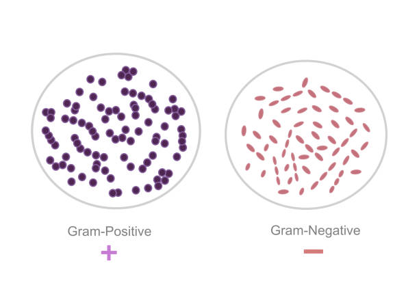 illustrazioni stock, clip art, cartoni animati e icone di tendenza di il risultato dell'interpretazione della tecnica di colorazione dei grammi che mostra batteri gram-positivi e negativi - colorazione di gram