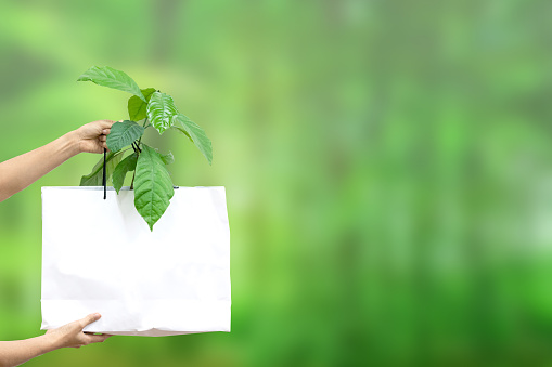 Paper shopping bag with small green plant in it presented on blur background.
