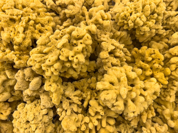 istock Many organic sponges, top view 1444323817