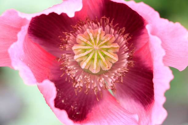 Beautiful corn poppy Flowers in the Garden