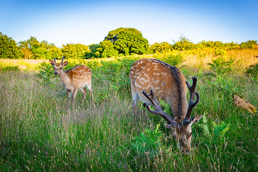 A herd of roe deer grazing in the sunshine in Knole Park, Sevenoaks in Kent