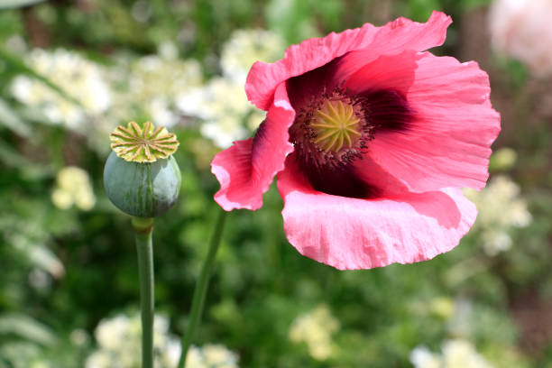 Pink Oriental Poppy and Seed Papaver Orientale stock photo