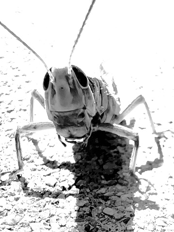Black and white macro grasshopper