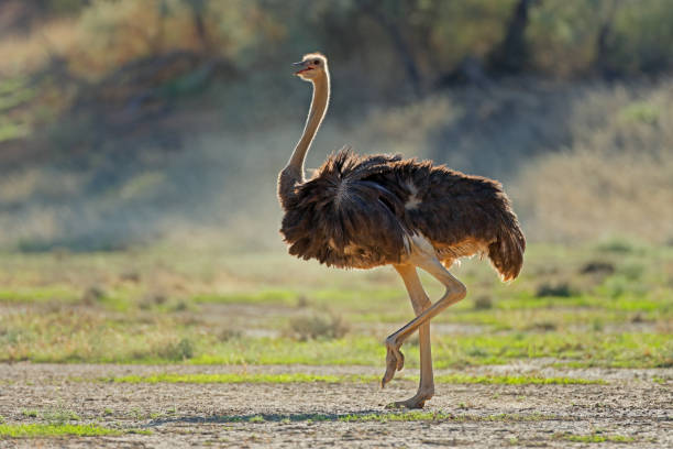 자연 서식지의 암컷 타조 (struthio camelus), 칼라 하리 사막, 남아프리카 - 타조 뉴스 사진 이미지