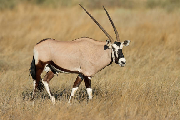 un antílope gemsbok (oryx gazella) en hábitat natural, desierto de kalahari, sudáfrica - gemsbok antelope mammal nature fotografías e imágenes de stock