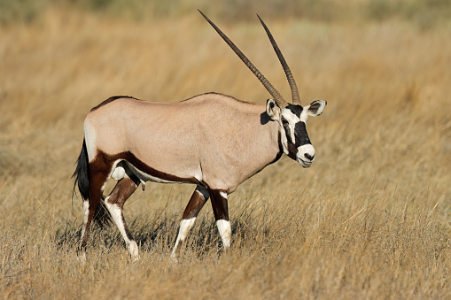 A gemsbok antelope (Oryx gazella) in natural habitat, Kalahari desert, South Africa