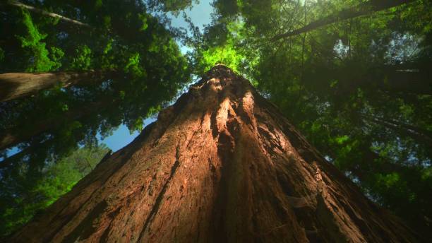 istock tall tree in sunshine, Northern hardwood forest 1444333311