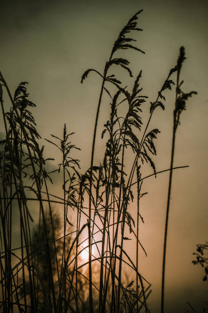 jesienny poranek. zbliżenie trawy z mrozem w zimie. światło konturowe. - winter lake snow fog zdjęcia i obrazy z banku zdjęć