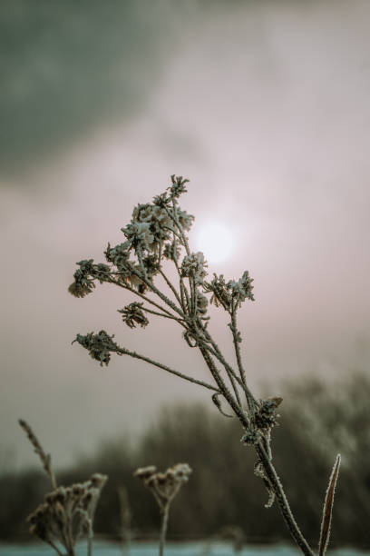 jesienny poranek. zbliżenie trawy z mrozem w zimie. światło konturowe. - winter lake snow fog zdjęcia i obrazy z banku zdjęć