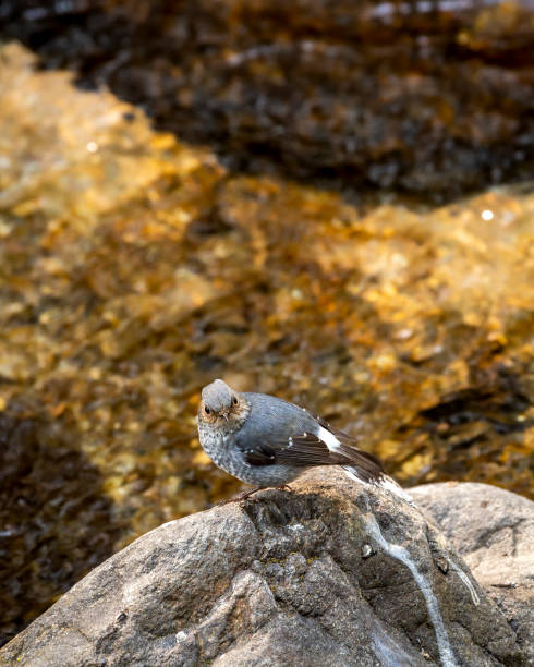 água plumbeous redstart ou rhyacornis fuliginosa pássaro empoleirado na rocha perto do riacho do rio ramganga na floresta dhikala jim corbett parque nacional uttarakhand india asia - fuliginosa - fotografias e filmes do acervo