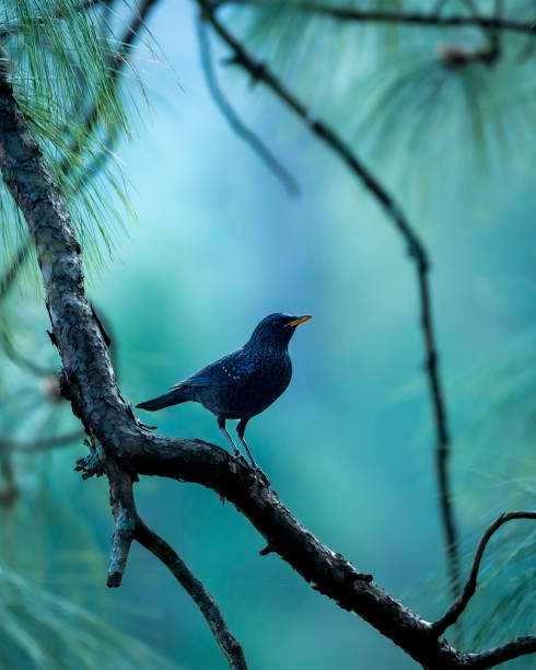 istock Blue whistling thrush or Myophonus caeruleus perched high on pine tree in natural scenic winter environment or background at foothills of himalaya uttarakhand india asia 1444342277