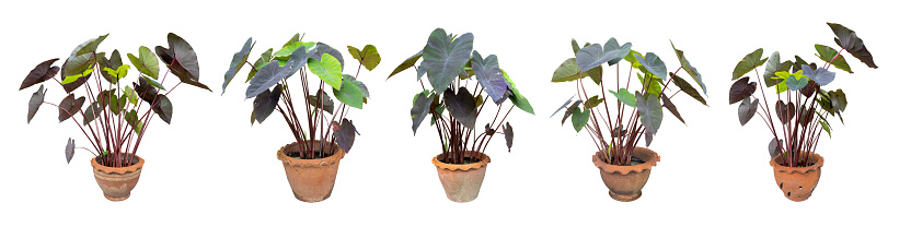 Beautiful purple potted plants isolated on a white background with clipping path.