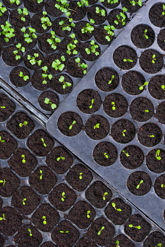 Top view of many small Chinese cabbage seedlings are growing in black plastic nursery tray in vertical frame