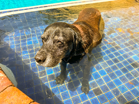 Old labrador dog in a swimming pool